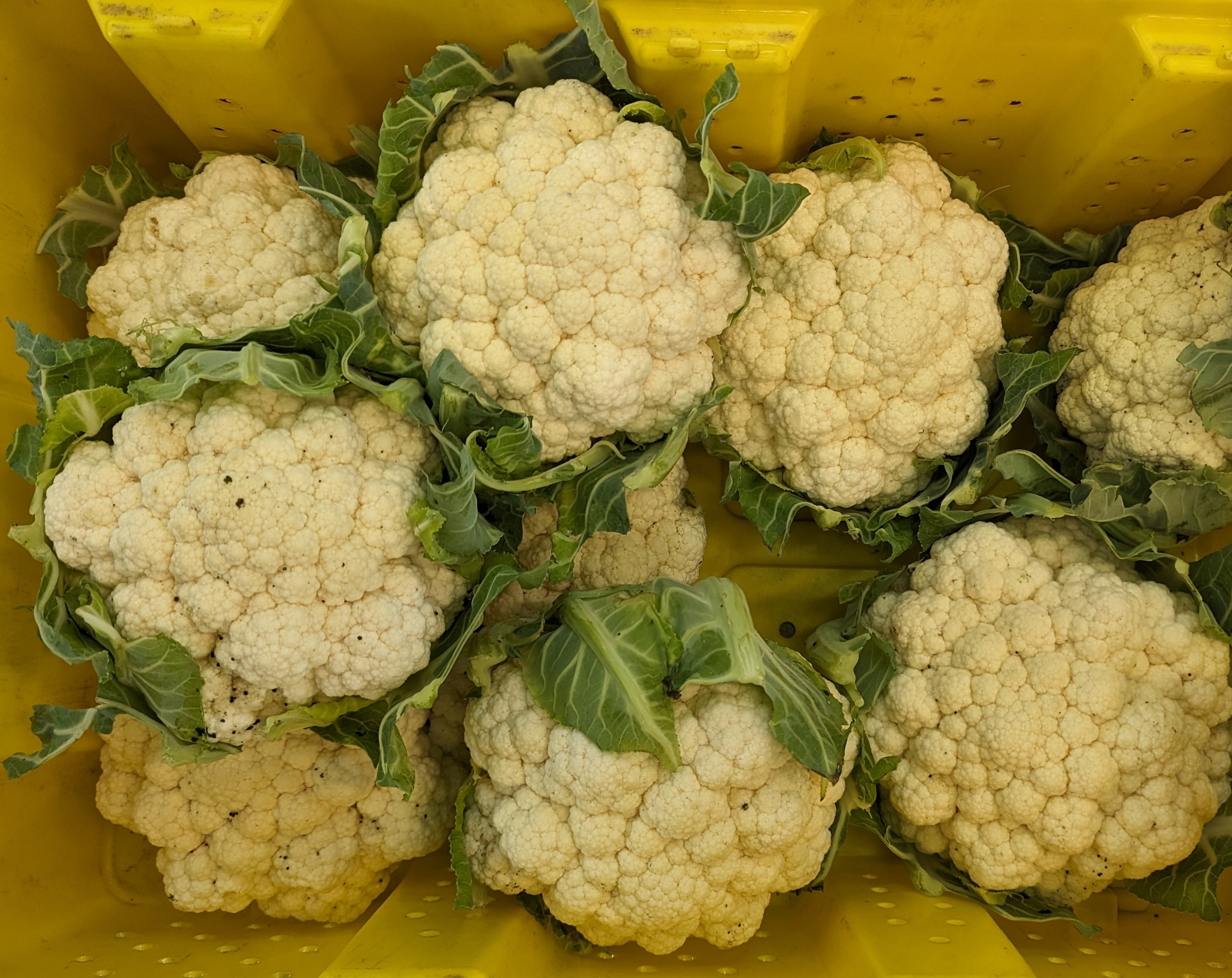 Bug poop on cauliflower heads.